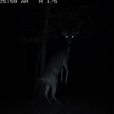 NORMAL GUY NOT A WENDIGO