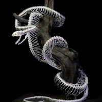 ホソマユGecko🦎