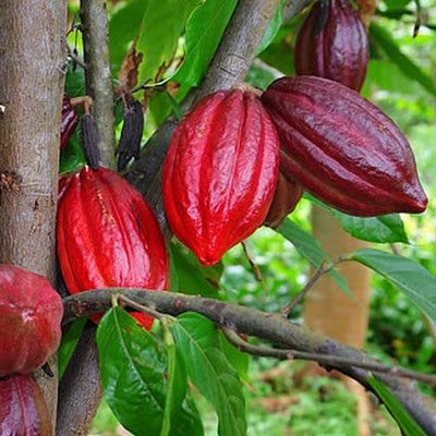 Bonao Cacao