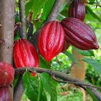 Bonao Cacao