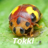 Tokki