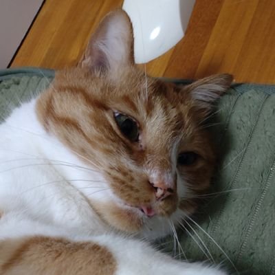 エヴァ猫＠Amazon楽天の在庫速報