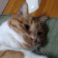 エヴァ猫＠Amazon楽天の在庫速報