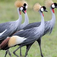 Uganda's Finest🇺🇬👄💝🥰