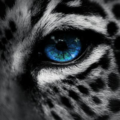 Agent Brownie 🔻🍁