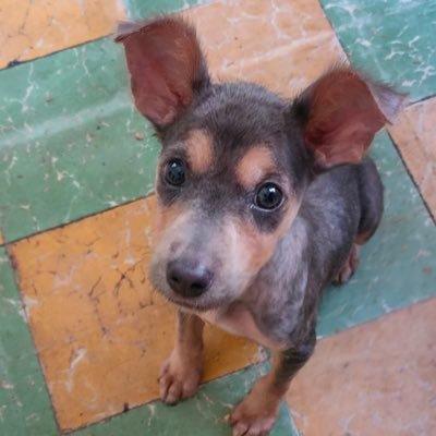 𝙷𝚎𝚕𝚊 𝙼𝚘𝚛𝚎 🐶