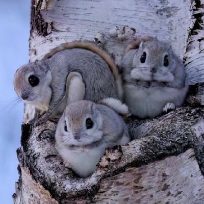 にゃも( ͜🐥 ･ω･) ͜🐥