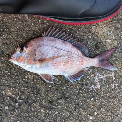 ひよちゃん🦌🎸🎤🎣🏀