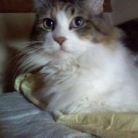 アッキーセブン