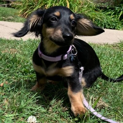 Josie, Jeff, & Jack Bauer🌈