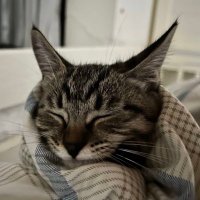 Liquan (Martin) Wang