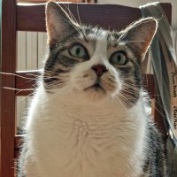 Sabine VG BCK Ⓥ🌻🇺🇦🐾🪶