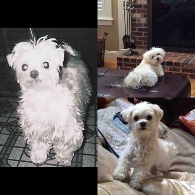 Amy-Marie Collins & Georgie Boy 😉