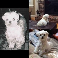 Amy-Marie Collins & Georgie Boy 😉