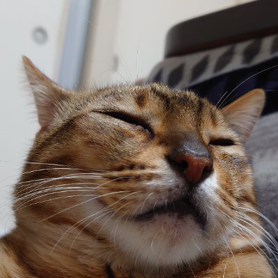 HIDE＠気まぐれ猫