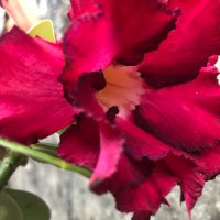 Rita Lopes ❤️🌹