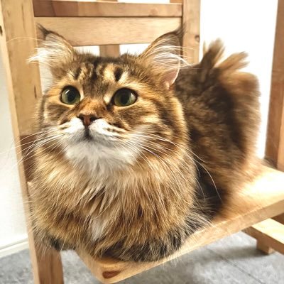 うちのビビ姫♀サイベリアン