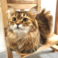 うちのビビ姫♀サイベリアン