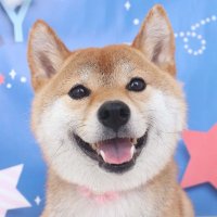 きな子パパ＠鯉党🎏