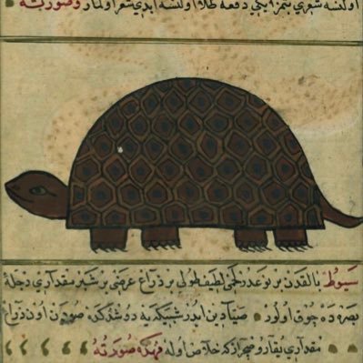 el gato al que le dicen elle