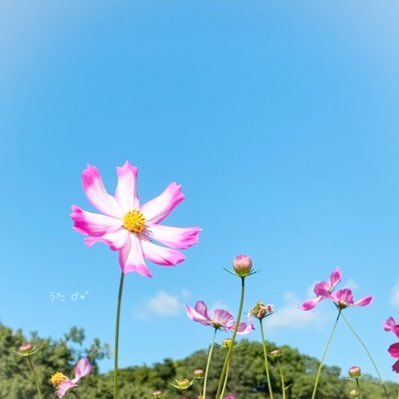 詩乃 .｡うた .:* ♬*゜