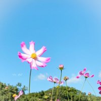 詩乃 .｡うた .:* ♬*゜