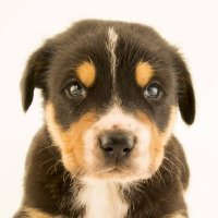 donkatip 🐐 | ETHGas ⛽