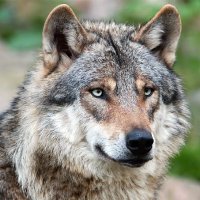 Georg 🐐 | ETHGas ⛽