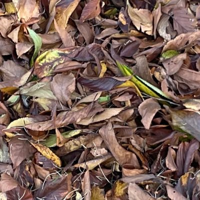 chogenkiまざーふぁっかー