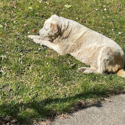 Giovanna 🇮🇹🌷