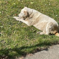 Giovanna 🇮🇹🌷