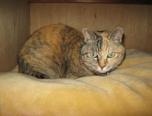 コバッチ/VRCの住民