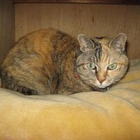 コバッチ/VRCの住民