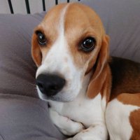 ひでじー🐹🩵🍼