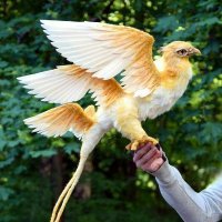 Elang Gold(2)🇮🇩🇵🇸