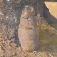 ちゃっきー🎩🪄