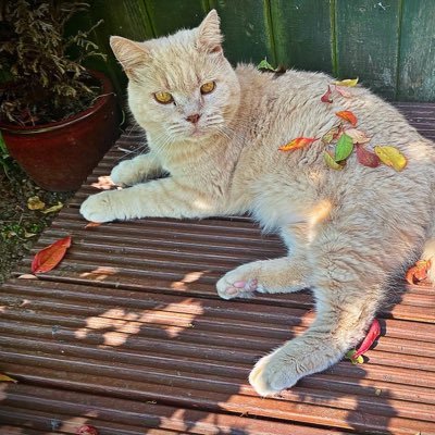 Susan Askew-Fox 🩵2skate