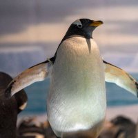 ちぃ@社畜ペンギン