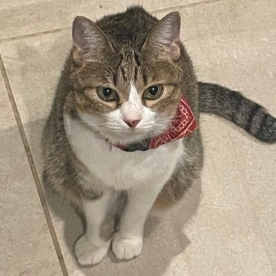 ねこがすき🍏🎻🦅