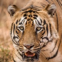 Samir Arunkumar Vaidya