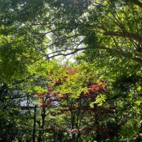 みね(右肩リハビリ中)!