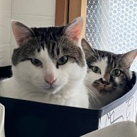 sakuraさんちの猫