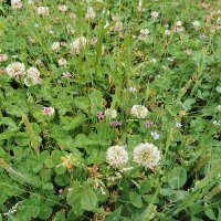 さむらいみちこ