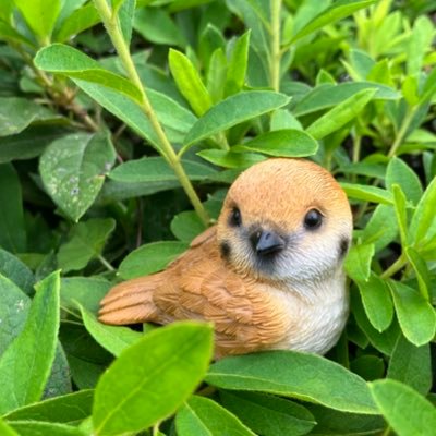 歌好きスズメ♫