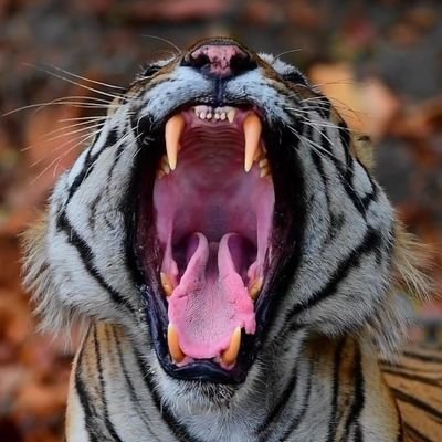 🇮🇳 Capt. Mohit Joshi