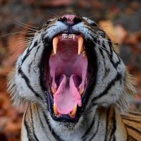 🇮🇳 Capt. Mohit Joshi