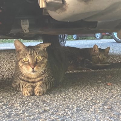 ローファイ・ベースボール