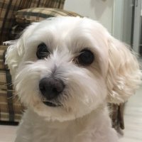 HARUKI / UNCHAIN Community Lead