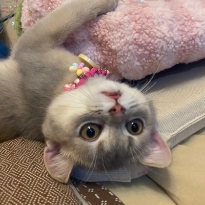 แอนนี่แม่หมูหวานตัวอ้วน