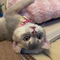 แอนนี่แม่หมูหวานตัวอ้วน